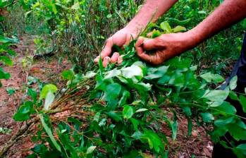 El más reciente informe de Naciones Unidas alertó que en 2023 las hectáreas sembradas de coca alcanzaron las 253.000, lo que representa un aumento del 10 %. FOTO: MANUEL SALDARRIAGA-REFERENCIA