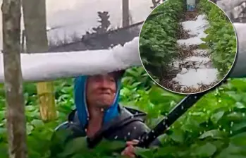 En La Unión trabajadores retiraron con pala el granizo acumulado entre los cultivos de hortensias, destinadas a mercados de Estados Unidos y Rusia. Foto: Captura de videos en redes sociales.