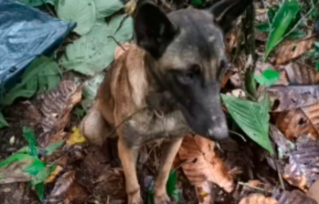 Este es el perro encontrado en Caquetá al que confundieron con Wilson, el pastor belga entrenado para colaborar en las misiones más duras de búsqueda y rescate que adelantan las autoridades. FOTO CAPTURA DE PANTALLA TWITTER
