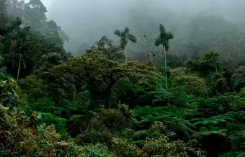 Los datos de Global Forest Watch señalan que en 2024 se talaron más de 98.000 hectáreas de bosque y selva en Colombia. FOTO CORTESÍA