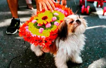 Las mascotas requieren una inversión de dinero considerable cada mes. FOTO MANUEL SALDARRIAGA. 