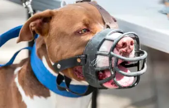 El dueño de la mascota aseguró que su perro tiene todas las vacunas al día. Imagen de referencia. FOTO CAMILO SUÁREZ