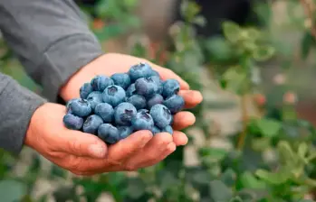 El cultivo de arándanos en Colombia alcanzó 12.000 toneladas en 2025, impulsado por un consumo local masivo y proyecciones de crecimiento del 20% para el 2026. FOTO: Asocolblue.