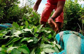 El 50% de los cultivadores de coca viven en condiciones de pobreza multidimensional, lo que es mucho más alto que el promedio nacional, que está por debajo del 20%, revela la investigación. FOTO: EL COLOMBIANO