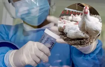 Las cepas H5N1 y H7N9, detectadas respectivamente en 1997 y 2013, han sido las principales responsables de los casos humanos de gripe aviar. FOTOS: Colprensa y EL COLOMBIANO