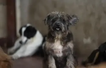 El Día Nacional del Perro en Colombia es el 26 de agosto. FOTO Camilo Suárez