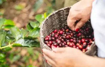 Según Asoexport, más del 60% de las exportaciones colombianas de café se movilizan por el puerto de Buenaventura. Foto: Colprensa