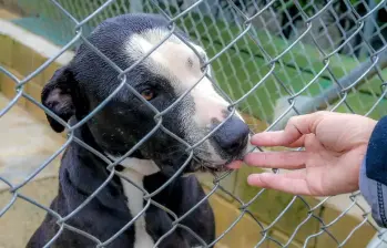 Una perrita murió luego de recibir pedradas por parte de un hombre en Popayá. FOTO: referencia Juan Antonio Sánchez 