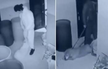 El caso de la perrita Samanta, maltratada en Bogotá, ha generado indignación en redes sociales. FOTO: CAPTURA DE VIDEO