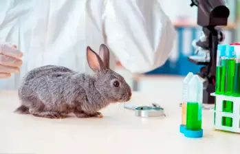 Los animales también son utilizados en clases de medicina y biología, en las que algunos son diseccionados. FOTO: Getty