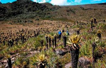 El Páramo del Sol hace parte de un gran enclave natural conformado por el Parque Nacional Natural Las Orquídeas y los bosques del Chocó. FOTO: Manuel Saldarriaga