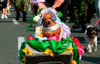 La 26ª Caminata Canina de Tierragro fue, una vez más, un éxito rotundo, dejando en claro que el amor por las mascotas es una parte vibrante y esencial del espíritu de la Feria de las Flores, consolidándose como un espacio donde la diversión y la conciencia animal caminan de la mano. FOTO: Camilo Suárez Echeverry