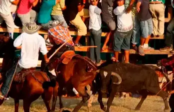 Todavía falta fin de año, lo que podría dejar un balance de decenas de heridos y animales afectados o muertos en Caucasia. FOTO: EL COLOMBIANO