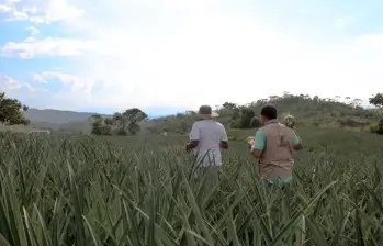 El apoyo del Gobierno podría reducir el costo de los intereses a apenas $5.000 por cada millón de crédito para pequeños productores del campo colombiano. Foto: Colprensa