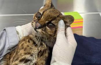 El animal permaneció más de 70 horas en UCI bajo atención especializada, pero no logró sobrevivir. FOTO: Federico Gutiérrez vía X. 