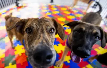 Medellín es la segunda ciudad de Colombia en paticipación de tenencia de mascotas, con el 54%, detrás de Bogotá. Además, Antioquia lidera la tasa nacional por departamentos con un 83% de hogares con mascota. FOTO: Julio César Herrera.