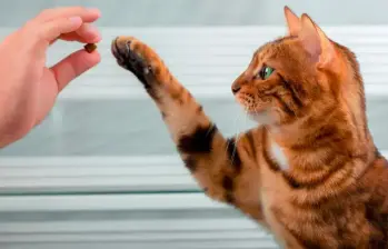 El joven habría arrojado el gato con furia desde una altura cercana a los 15 metros. FOTO DE REFERENCIA SStock