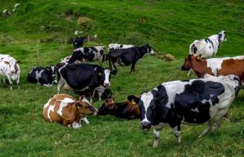 Entre las pérdidas se encuentran un toro, nueve vacas, nueve crías machos y seis crías hembras. FOTO: Juan Antonio Sánchez. 