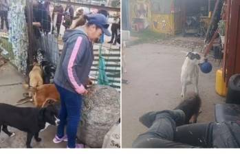 El desalojo al refugio de animales por parte de las autoridades se dio en la localidad de Fontibón. FOTO: REDES SOCIALES