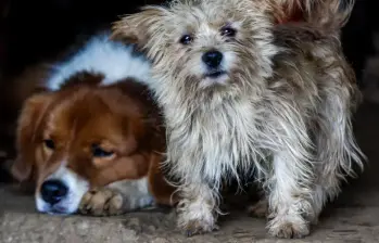 Lo más importante es que cuente con un plan de emergencia para su mascota en caso de sismo. FOTO: EL COLOMBIANO.