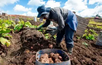 El sector agropecuario emplea actualmente a cerca de 3,4 millones de personas, equivalentes al 14,4% de la fuerza laboral del país. Sin embargo, la informalidad laboral en el campo alcanza el 83,1%. FOTO: EL COLOMBIANO