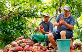 Colombia tiene el 1,5% del mercado mundial de cacao. FOTO: Esneyder Gutierrez
