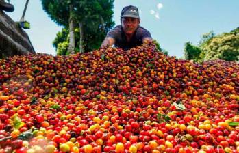 Con las cooperativas al día, ahora el turno es para los productores que aún tienen entregas pendientes. FOTO: El Colombiano.