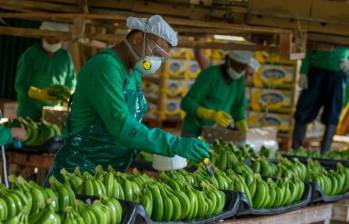 Según cifras de la Dian con análisis de Analdex, las exportaciones de banano, entre enero y junio de 2024, llegaron a 612,3 millones de dólares, con un incremento de 70,7%. FOTO: Juan Antonio Sánchez