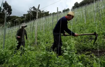 Con 48.000 empresas, la mayoría micro y pequeñas, y un potencial de triplicar su tamaño, la agroindustria colombiana aparece como uno de los grandes motores económicos del país. FOTO: El Colombiano.