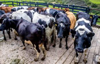 Proyecto normativo del ICA tiene en alerta a los exportadores de ganado en pie. FOTO Juan Antonio Sánchez