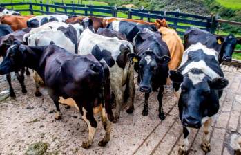La pretensión del Gobierno es reducir los costos en la producción de carne con la reinstalación de plantas de sacrificio en los municipios. Foto: Juan Antonio Sánchez 