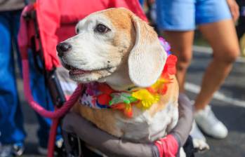 Los investigadores compararon las respuestas cerebrales de 20 seres humanos y 20 perros de compañía ante el habla. Foto ELCOLOMBIANO