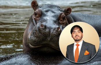 Expertos de Vantara, un centro de vida silvestre del multimillonario indio Anant Ambani, visitarán Colombia para evaluar el traslado de los hipopótamos del Magdalena Medio. FOTO: Andrés Camilo Suárez y cortesía.