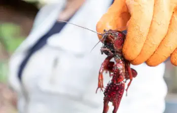 Esta es la langostilla roja, una especie exótica invasora en varios países del mundo que afecta los humedales de Rionegro, Antioquia. Foto: Cornare.