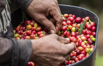 El consumo interno de café en el país no ha tenido cambios. Se mantiene en los 2,22 millones de sacos. Foto: Camilo Suárez