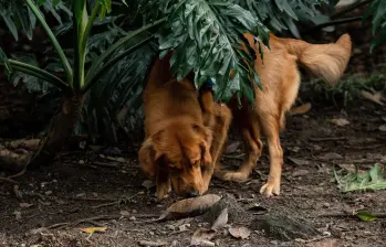 Imagen de referencia de perros en un parque de la ciudad. Foto: EL COLOMBIANO