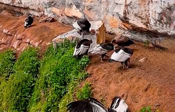 El avistamiento de 13 cóndores andinos en el páramo del Almorzadero resalta la importancia de este ecosistema para la conservación de la especie en Colombia. FOTO captura de pantalla 