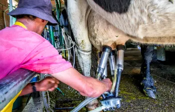 El sector lechero colombiano advierte que el aumento del precio al productor no compensa el crecimiento de los costos en el campo. FOTO JUAN ANTONIO SÁNCHEZ.