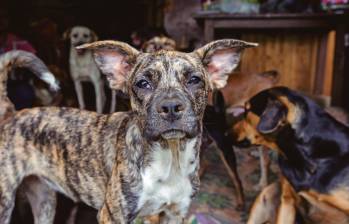 Perros ferales han causado ataques masivos en el Suroeste y Oriente antioqueño, y también hay registros de impactos negativos a la fauna nativa de los valles de Aburrá y San Nicolás. FOTO JULIO HERRERA