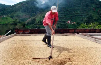 La trilla de café mostró una variación de 66,2% en julio, según el Dane. FOTO archivo EL COLOMBIANO