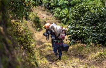 Según el MinAgricultura, con este repunte el sector agropecuario comenzó su tendencia de recuperación luego de la pandemia, los efectos externos y las variaciones climáticas. Foto: Camilo Suárez
