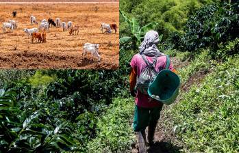 Uno de los sectores más expuestos a El Niño es el café. Genera riesgos para la producción por déficit hídrico, altas temperaturas y plagasA esto se suma que, según Corficolombiana, el 82% de las pérdidas y daños directos ocasionados por fenómenos climáticos de este tipo en América Latina recaen sobre el sector agropecuario, lo que convierte al campo en uno de los sectores más vulnerables. Fotos: Julio Herrera