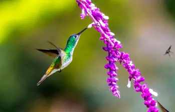 La COP30 marca un punto decisivo para el planeta porque los países deben transformar años de promesas en acciones reales para contener el calentamiento global y proteger la Amazonía. FOTO Juan Antonio Sánchez