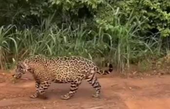 Se una de las especies en Colombia que podría llegar a encontrarse en peligro de extinción. FOTO Captura del video publicado en Instagram por Parques Nacionales Naturales. 
