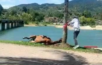 El animal estaba amarrado al tronco de una palmera cuando se desplomó, según la versión del veterinario de la Alcaldía que lo valoró. FOTO Captura de video