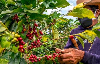 La cosecha cafetera, que es promisoria por los precios de la venta de la carga, está presentando varios problemas desde lo económico y lo productivo. FOTO jUAN aNTONIO sÁNCHEZ