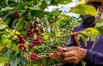 Solo en enero de 2025, la producción sumó 1,35 millones de sacos, un 41% más que el mismo mes del año anterior. FOTO: Juan Antonio Sánchez