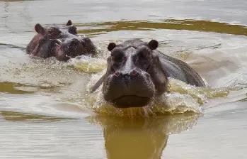 Desde que Pablo Escobar trajo los primeros hipopótamos desde Estados Unidos hace 40 años, ningún gobierno ha sido capaz de volver a montar a otro de estos individuos en un avión. FOTO Juan Antonio Sánchez