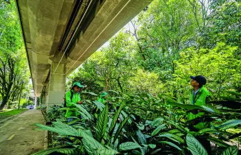 Así se ve, desde la parte baja del viaducto de la estación Estadio del metro, el nuevo sistema de riego aéreo en Medellín para mejorar las condiciones de más de 10.000 plantas ornamentales. FOTO Camilo Suárez.