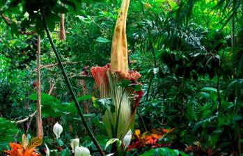 Amorphophallus titanum. Fotos: Getty.